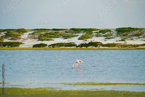 Fenicotteri nello Stagno di Mari Ermi.Sinis, Provincia di Oristano, Sardegna, Italy photo