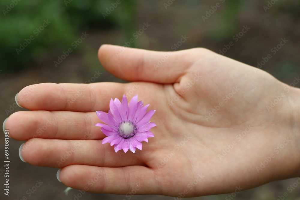Young female hand holding purple wildflower in palm hand Young female hand holding purple wildflower in palm hand