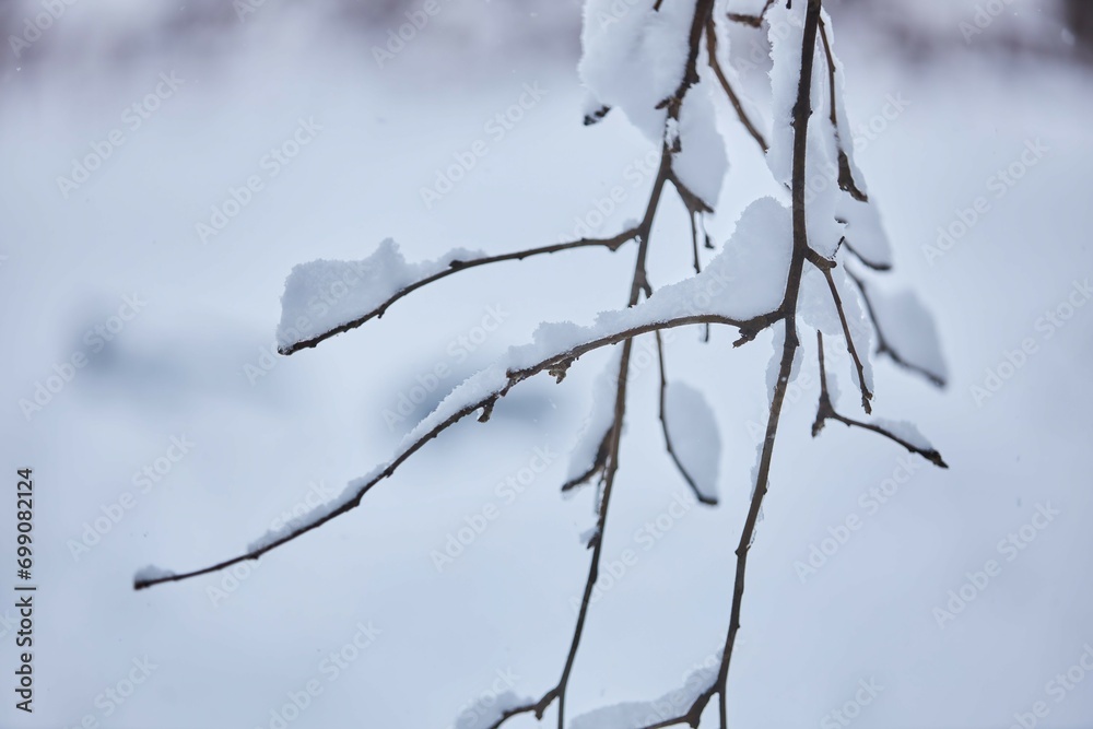 A tree branch in the snow. The winter season. Cold and frost. A tree branch in the snow. The winter season. Cold and frost.