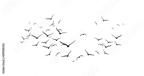 Photography flock of flying birds