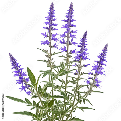 The Beauty of Salvia Rosmarinus Plants Isolated on White