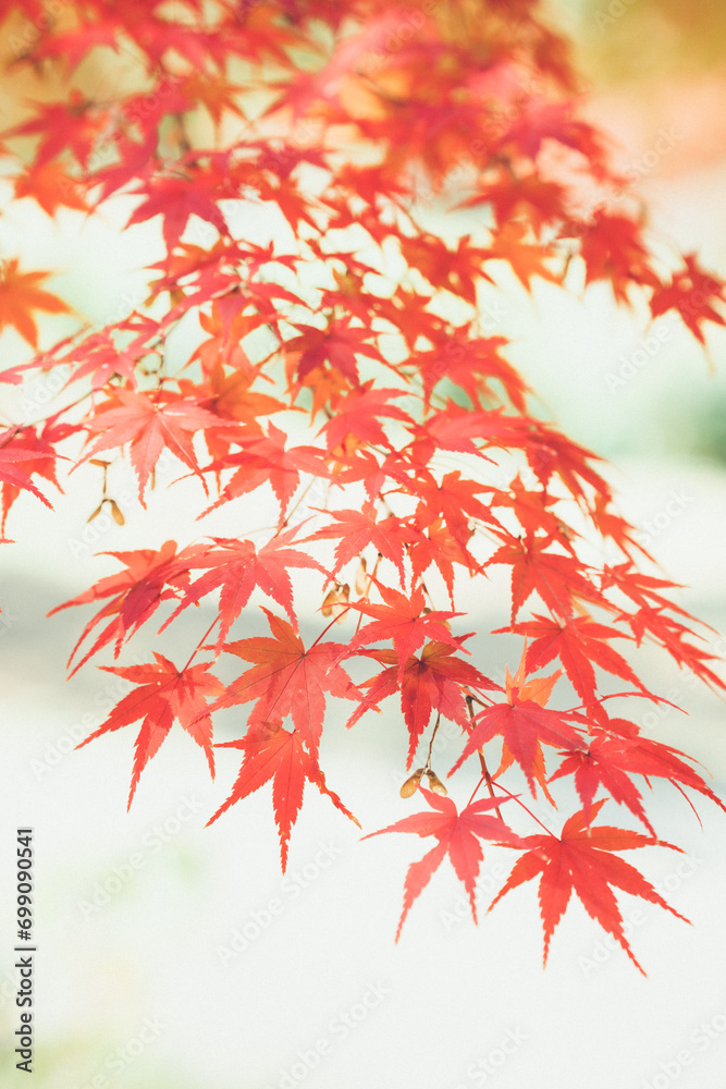 赤い紅葉 赤い紅葉