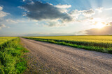 Country gravel road and green wheat field with sky clouds at sunset