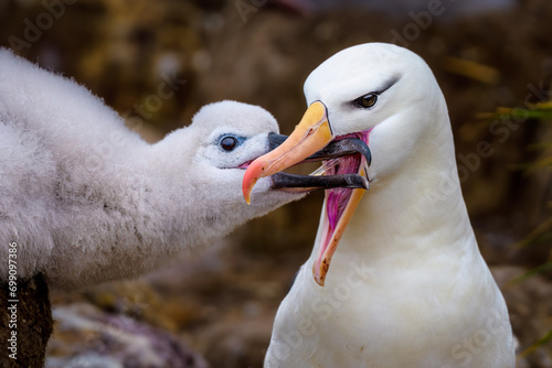Black-browed albatross (Thalassarche melanophris) feeding her chick, West Point Island, Falkland Island
