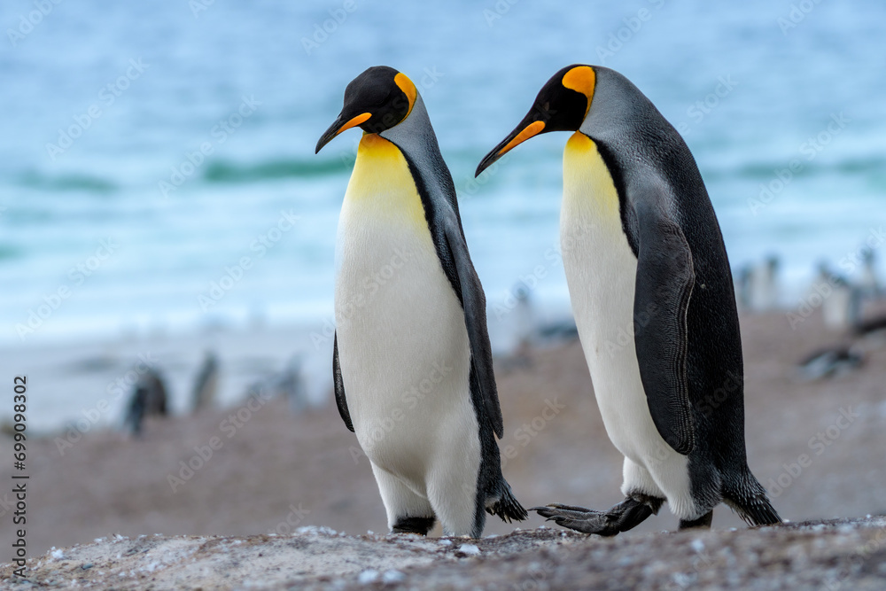 Fototapeta premium King penguins (Aptenodytes patagonicus), Saunders Island, Falkland Islands
