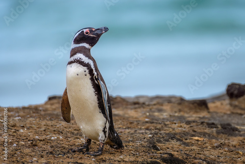 Magellanic penguin (Spheniscus magellanicus), Saunders Island, Falkland Islands photo