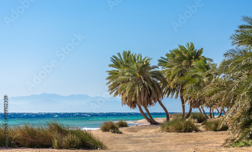 palm trees by the sea against the backdrop of mountains in Egypt Dahab South Sinai