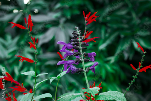 Brazilian anisesage. Salvia guaranitica on green background. Tiny violet and red flowers in shady garden. Small flower buds. Perennials plants blooms. photo