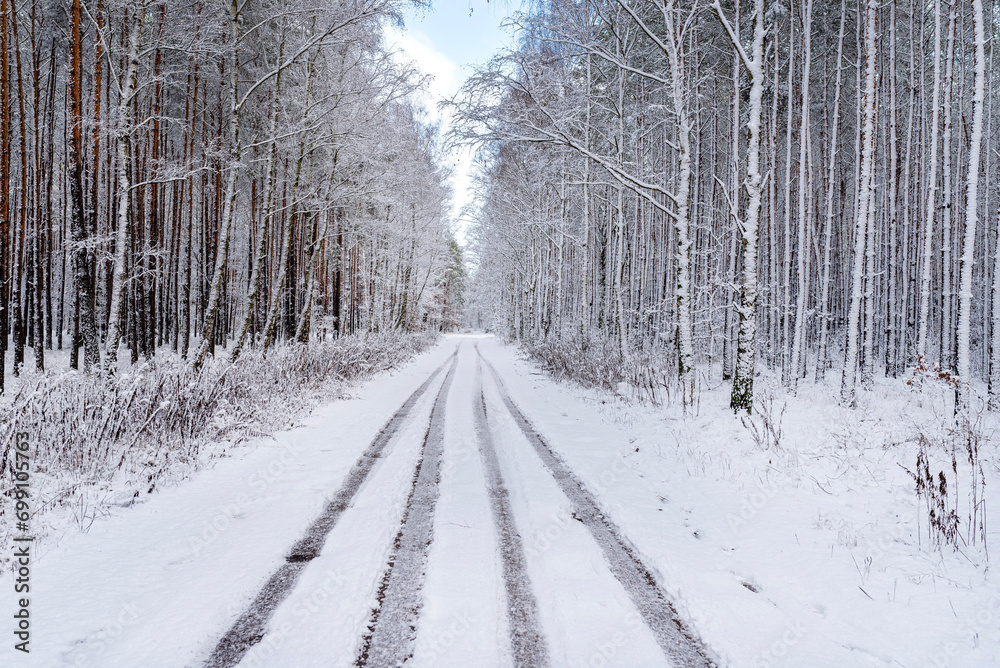 Fototapeta premium Pine and willow forest covered with snow on a frosty day in central Poland, visible wheel marks.