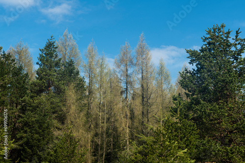 View of endemic flowers in green meadows in autumn. Green forest land.Mountain hut in the background. Misty pine forests. View of the trees in the forest from below.Pürenli Plateau.