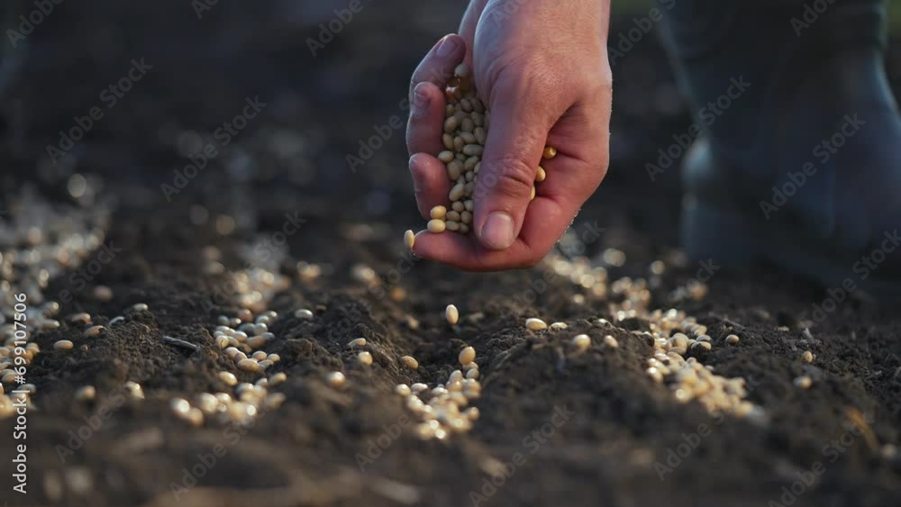 Farmer's hand with soybean seeds close-up.with argon he plants soybean seeds in fertile soil.farmer an agricultural plantation.soybean cultivation.work as an agronomist on an agricultural plantation