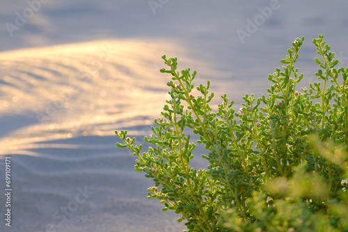 Halophyte plant Zygophyllum qatarense or Tetraena qatarense in sand dune of the Canary Island Fuerteventura, selective focus. photo