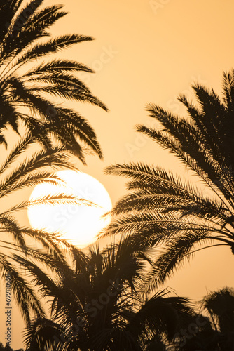 Background with a beautiful bright sunset, big sun and silhouettes of palm trees on the Canary island of Fuerteventura, Spain.