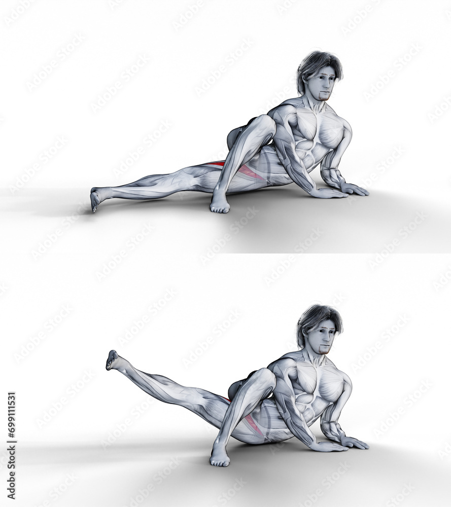 147 Hip Adduction R+L (lying). 3D Anatomy of fitness and bodybuilding ...
