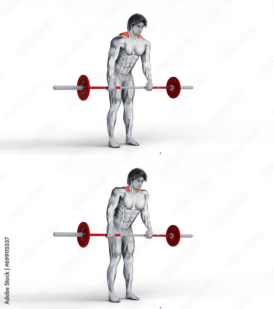 259 Traps Barbell Silverback Shrug. 3D Anatomy of fitness and