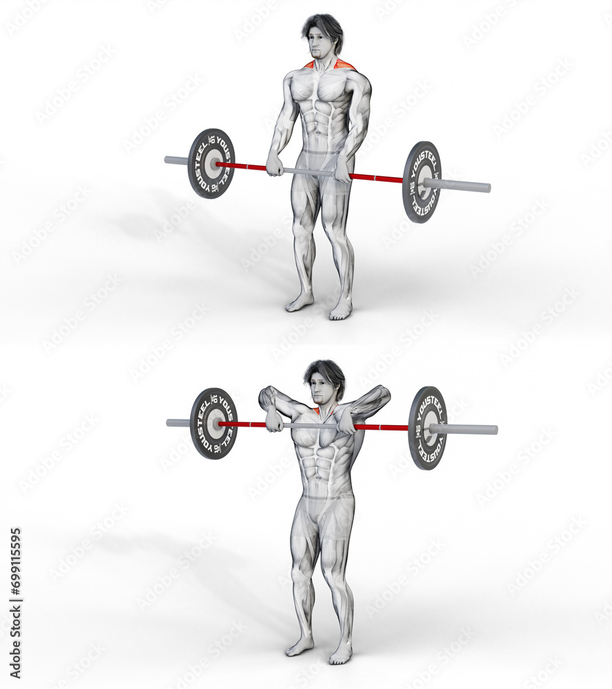 260 Traps Barbell Upright Row. 3D Anatomy of fitness and bodybuilding