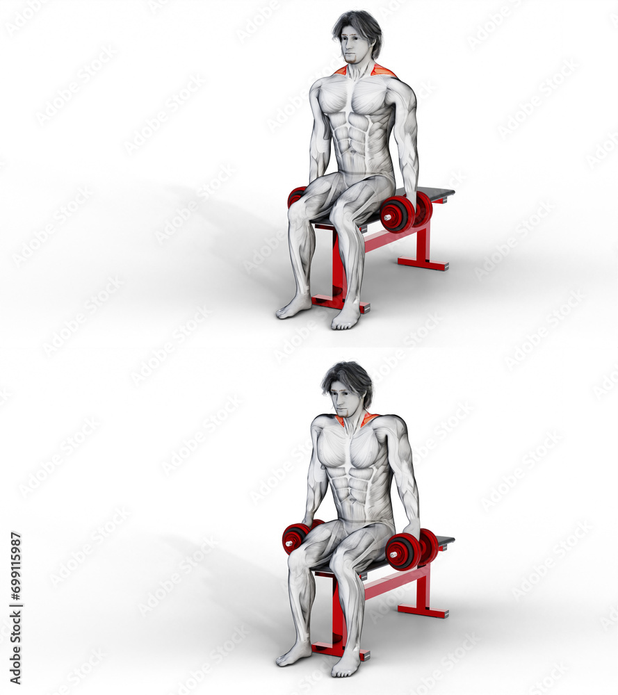 268 Traps Dumbbell Seated Shrug. 3D Anatomy of fitness and