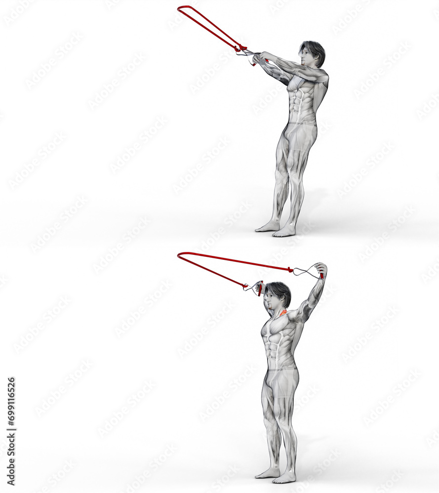 277 Traps TRX Y Raise. 3D Anatomy of fitness and bodybuilding. An