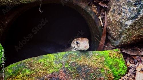Indian rat snake peeks out from its hiding spot under a large hole. photo