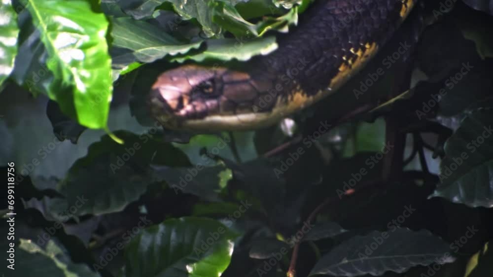 Closeup of king cobra hanging on a tree in the forest.
