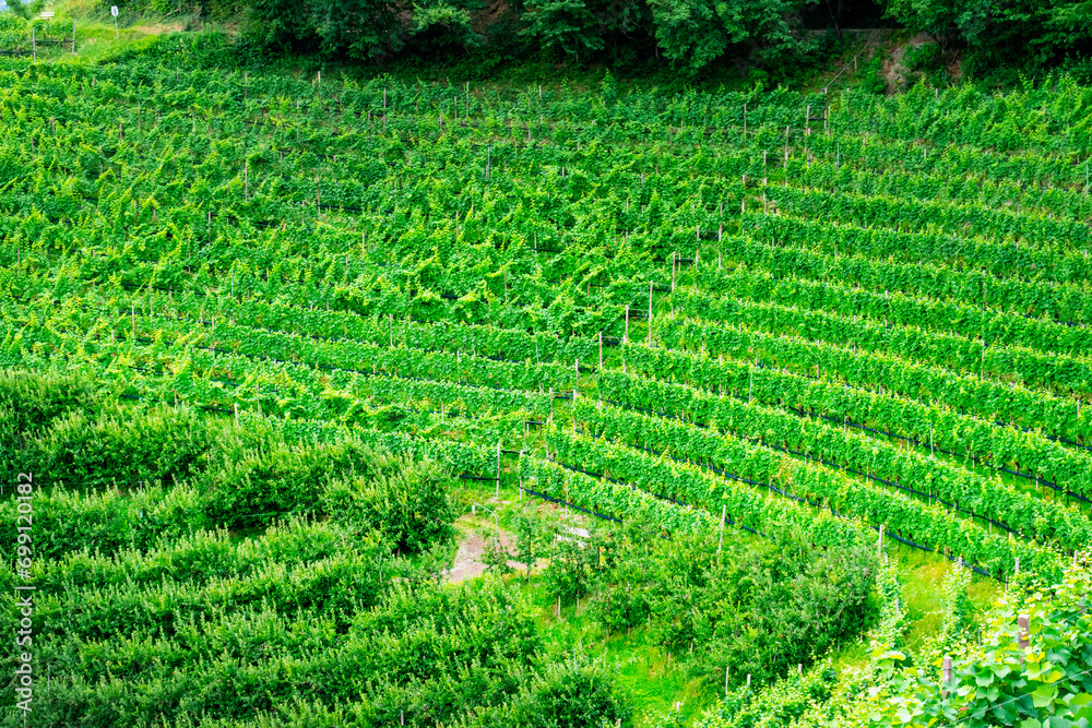 Hiking along the Marlinger Waalweg near Meran in South Tyrol Italy. With some Views over wineyards, the City of Meran, Marling and other Villages