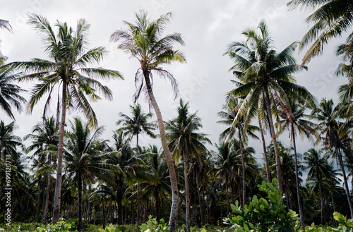 Tropical landscape. Beautiful green coconut palms plantation.