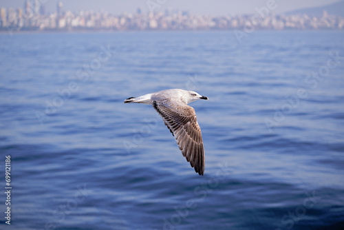 Seagull flying over the sea against the backdrop of the Istanbul city, Turkey © luengo_ua