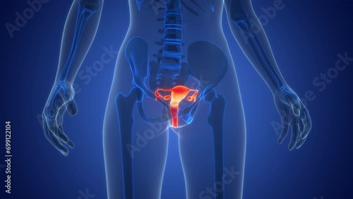 Female Internal Organs Reproductive System Anatomy Animation Concept