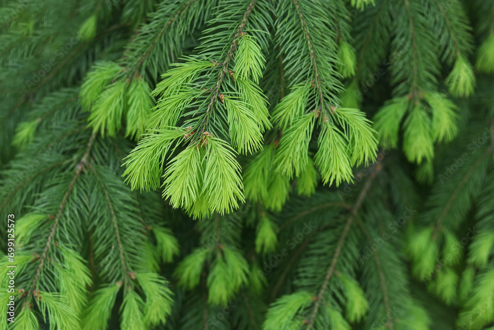 Fresh spruce branch in spring forest. Fir branches with fresh green shoots. Young growing fir tree sprouts on branch. Green buds. Natural coniferous background texture. Spring nature. Tree twig Fresh spruce branch in spring forest. Fir branches with fresh green shoots. Young growing fir tree sprouts on branch. Green buds. Natural coniferous background texture. Spring nature. Tree twig