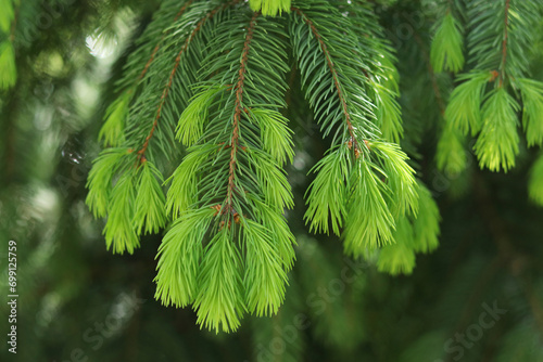 Fresh spruce branch in spring forest. Fir branches with fresh green shoots. Young growing fir tree sprouts on branch. Green buds. Natural coniferous background texture. Spring nature. Tree twig