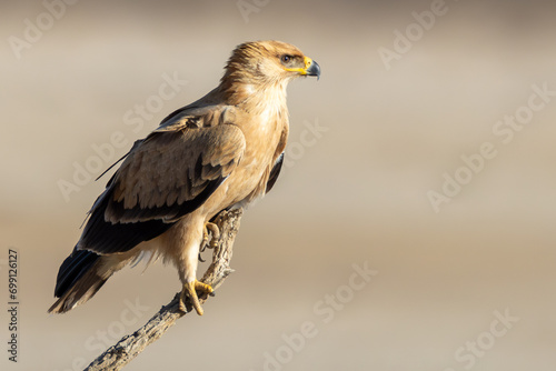 Tawny Eagle (Aquila rapax) (Roofarend) at Polentswa in the Kgalagadi Transfrontier Park in the Kalahari photo
