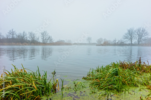 The bank of a wide river on a foggy cloudy autumn day. Acorus calamus (sweet flag, muskrat root) on the shore photo
