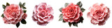 Pink flower set png. Camelia flower png. Rose flower png. Peony flower png. Colourful flower top view. Camellia flower flat lay png