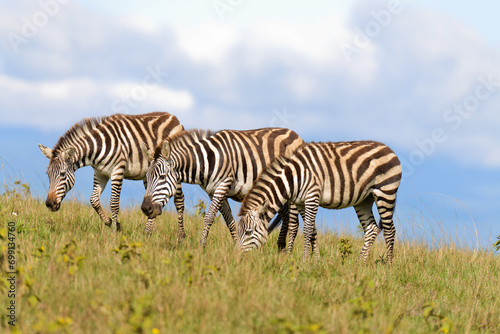 Burchell's Zebra or Boehm's zebra (scientific name: Equus burchelli, or "Punda milia" in Swaheli) image taken on Safari located in the Serengeti National park, Tanzania