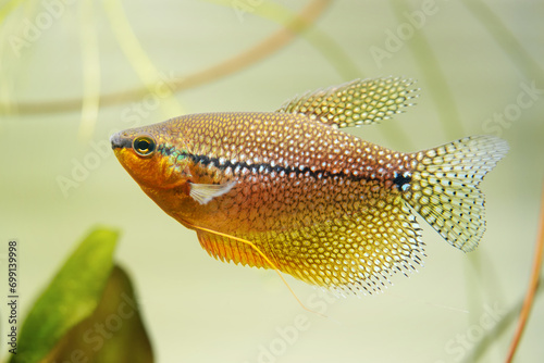 Mosaic gourami exotic fish underwater swim, pearl gourami labyrinth fish anabantoidei also called climbing fish in the nature wild aquarium tank photo