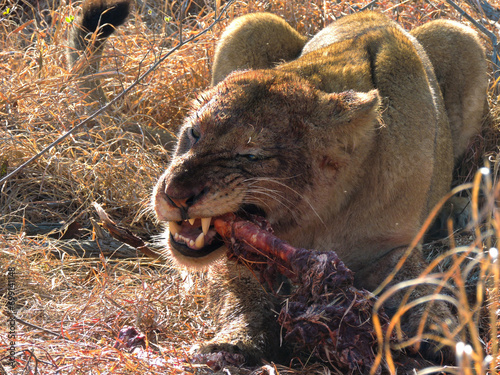 fierce lioness having a meal.  photo