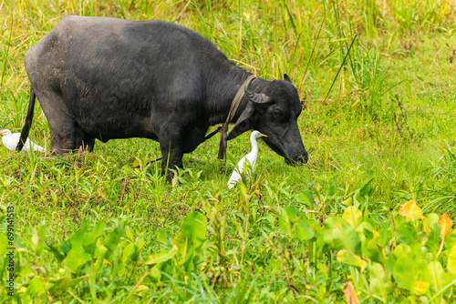 large black Sri Lankan cow grazes in meadow