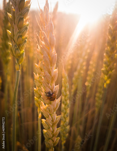 Coccinella al tramonto appoggiata a una spiga di grano , controluce tramonto photo