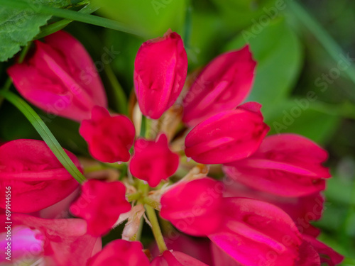 Mixed colorful flowers Nature background