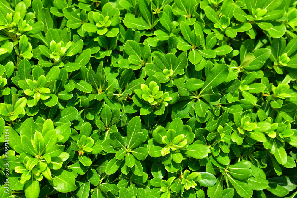 Natural background of small green leaves. Summer day. Beauty in nature. Natural background of small green leaves. Summer day. Beauty in nature.