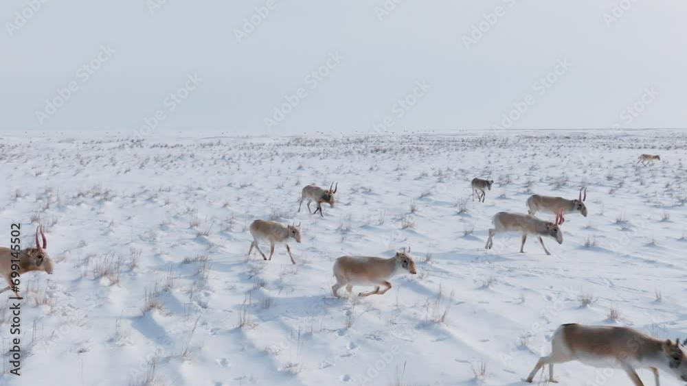 Saigas in winter during the rut. A herd of Saiga antelope or Saiga tatarica walks in snow - covered steppe in winter. Antelope migration. Walking with wild animals, slow motion video. Saigas in winter during the rut. A herd of Saiga antelope or Saiga tatarica walks in snow - covered steppe in winter. Antelope migration. Walking with wild animals, slow motion video.
