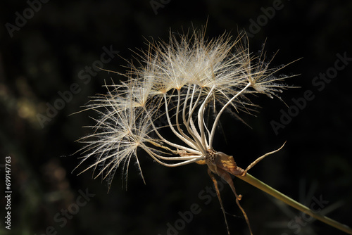 Dandelion seeds in the meadow © Kybele