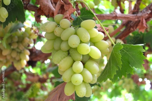 Foto tables grapes export thomson seedless