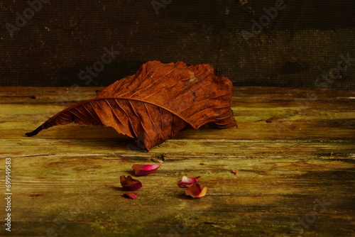still life with avocado seeds, small roses and other gift of mother nature