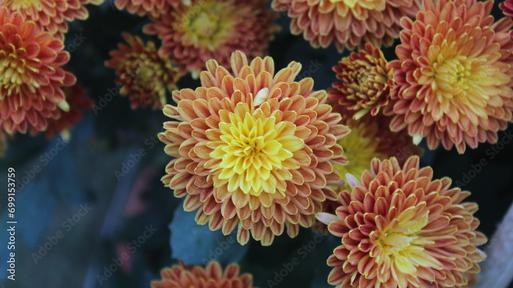 Fototapeta premium pink chrysanthemums close-up. beautiful flower