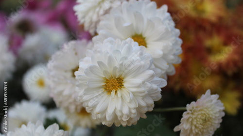 white chrysanthemums close-up. beautiful flower