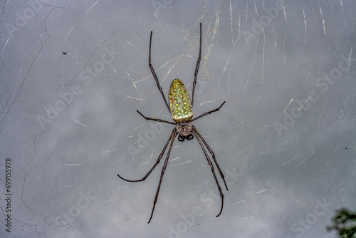 a green silk weaver spider with yellow dots in its web
