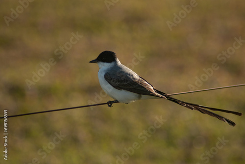 Tyrannus savana resting on a wire fence at golden hour
