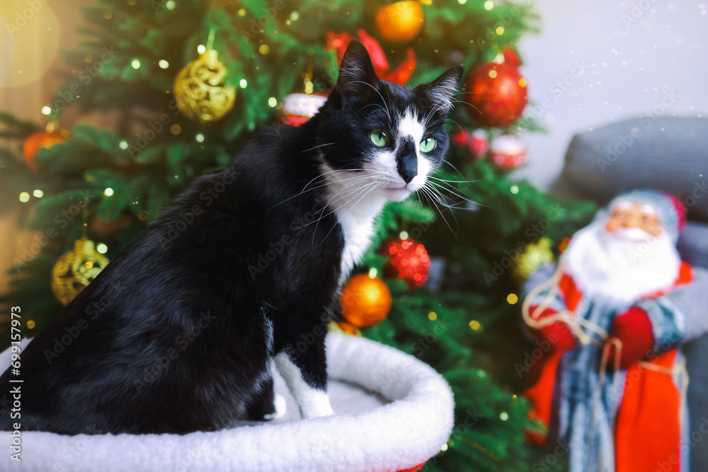 A black and white cat sits near a Christmas tree.