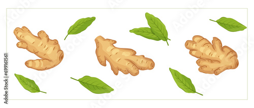 Whole ginger roots and leaves set in cartoon style. Vegetable vector illustration in flat cartoon style. Spice herb, healthy plant, fresh raw vegetable, ginger root food vector illustration.